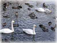 高松の池の野鳥